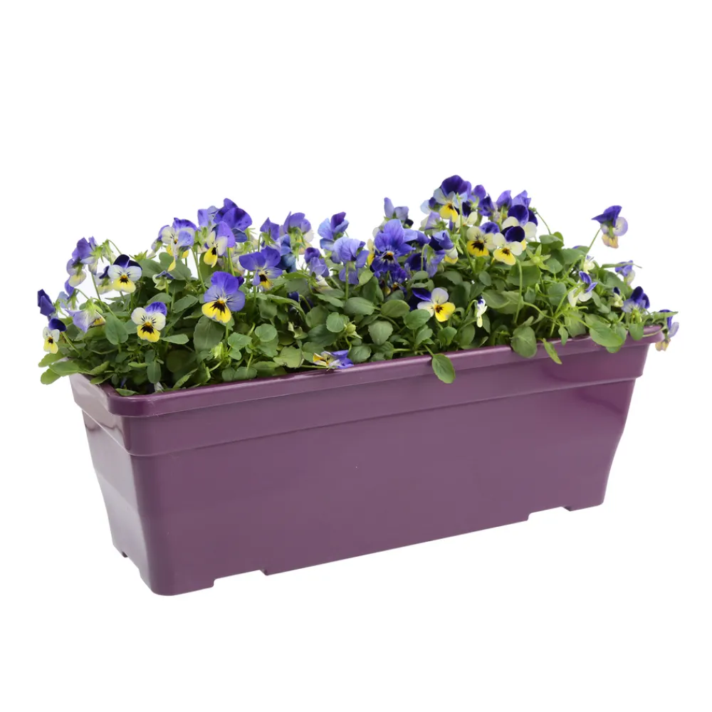 NA Viola cornuta en jardinière 40cm - Coloris variables New