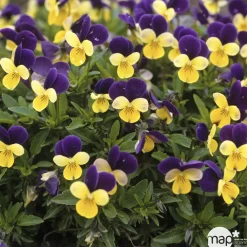 NA Viola cornuta : Pot Ø 10,5 cm - Coloris variables