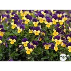 NA Viola cornuta : Pot Ø 10,5 cm - Coloris variables