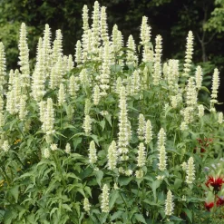Willemse France Plantes Vivaces | - Agastache rugosa alabaster - le pot / ø 9cm, vendu par lot de 2