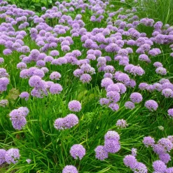 Willemse France Plantes Vivaces | - Ail d'ornement millenium - le pot / ø 9cm, vendu par lot de 4