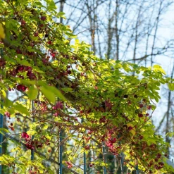 Willemse France Plantes Grimpantes | - Akébia à cinq feuilles - le pot / 1l / hauteur livrée 30-40cm