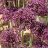 Willemse France - Alliums miami - le sachet de 5 bulbes / circonference 10-12cm, vendu par lot de 2 Best