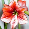 Willemse France Plantes Fleuries | - Amaryllis showmaster - le sachet de 1 bulbe / circonference 24-26cm