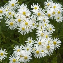 Willemse France - Aster d'automne blancs - le pot / ø 9cm, vendu par lot de 2 New
