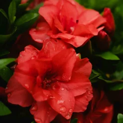 Willemse France Plantes De Terre De Bruyère | - Azalée du japon rouge - le pot / ø 9cm / hauteur livrée environ 15cm, vendu par lot de 2