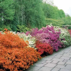 Willemse France Plantes De Terre De Bruyère | - Azalée du japon rouge - le pot / ø 9cm / hauteur livrée environ 15cm, vendu par lot de 2
