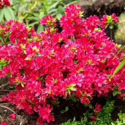 Willemse France Plantes De Terre De Bruyère | - Azalée du japon rouge - le pot / ø 9cm / hauteur livrée environ 15cm, vendu par lot de 2