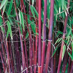 Willemse France - Bambou à cannes rouges non-traçant - le pot / 1.5l / hauteur livrée environ 40cm, vendu par lot de 2 Discount
