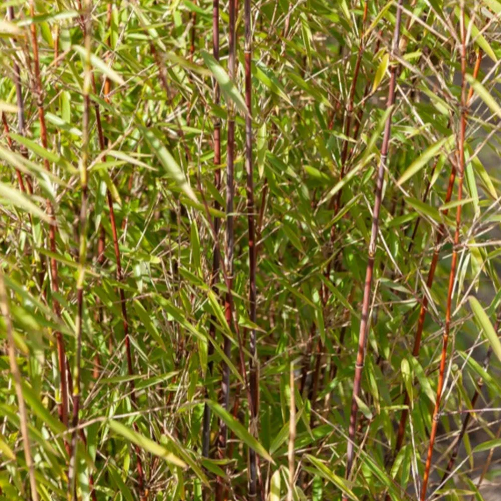 Willemse France - Bambou à cannes rouges non-traçant - le pot / 1.5l / hauteur livrée environ 40cm, vendu par lot de 2 Discount