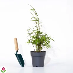 Willemse France - Bambou à cannes rouges non-traçant - le pot / 1.5l / hauteur livrée environ 40cm, vendu par lot de 2 Discount
