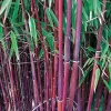 Willemse France Bambous | - Bambou à cannes rouges non-traçant - le pot / 1.5l / hauteur livrée environ 40cm