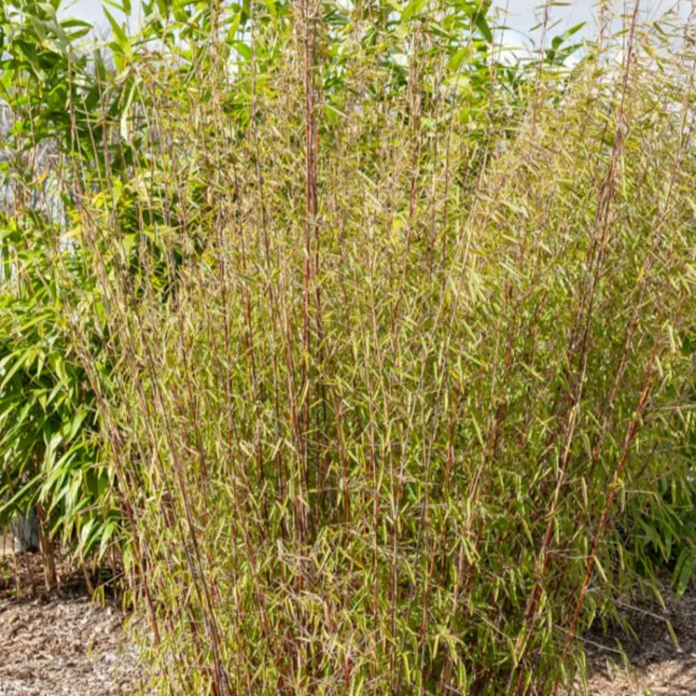 Willemse France Bambous | - Bambou à cannes rouges non-traçant - le pot / 1.5l / hauteur livrée environ 40cm