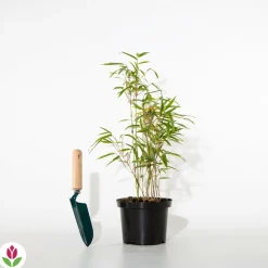 Willemse France - Bambou de haie non-traçant - le pot / ø 9cm, vendu par lot de 6 Sale