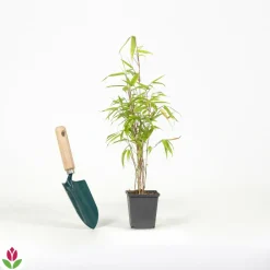 Willemse France - Bambou de haie non-traçant - le pot / ø 9cm, vendu par lot de 6 Sale