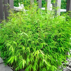 Willemse France Bambous | - Bambou fargesia rufa non-traçant - le pot / 2l / hauteur livrée 40-50cm, vendu par lot de 2
