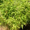 Willemse France Bambous | - Bambou fargesia rufa non-traçant - le pot / ø 9cm
