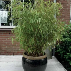 Willemse France Bambous | - Bambou fargesia rufa non-traçant - le pot / ø 9cm
