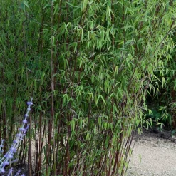 Willemse France - Bambou jiuzhaigou non-traçant - le pot / ø 13cm / hauteur livrée 40-50cm, vendu par lot de 2 Hot