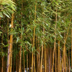 Willemse France Bambous | - Bambou traçant panaché - le pot / 2l / hauteur livrée 40-50cm