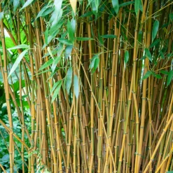 Willemse France Bambous | - Bambou traçant panaché - le pot / 2l / hauteur livrée 40-50cm