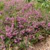 Willemse France Plantes De Terre De Bruyère | - Bruyère d'hiver furzey - le pot / 8cm / hauteur livrée environ 10cm, vendu par lot de 2