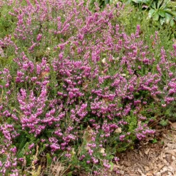 Willemse France Plantes De Terre De Bruyère | - Bruyère d'hiver furzey - le pot / 8cm / hauteur livrée environ 10cm, vendu par lot de 2