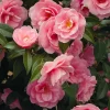 Willemse France Plantes De Terre De Bruyère | - Camélia du japon bonomiana - le pot / ø 9cm / hauteur livrée 20-25cm, vendu par lot de 2