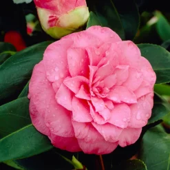 Willemse France Plantes De Terre De Bruyère | - Camélia du japon bonomiana - le pot / ø 9cm / hauteur livrée 20-25cm, vendu par lot de 2