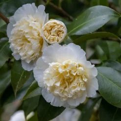 Willemse France Plantes De Terre De Bruyère | - Camélia du japon à fleurs doubles blanche - le pot / 2l / hauteur livrée 25-30cm, vendu par lot de 2
