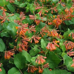 Willemse France Plantes Grimpantes | - Chèvrefeuille grimpant dropmore scarlet - le pot / 2l / hauteur livrée 40-50cm, vendu par lot de 2