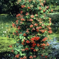 Willemse France Plantes Grimpantes | - Chèvrefeuille grimpant dropmore scarlet - le pot / 2l / hauteur livrée 40-50cm, vendu par lot de 2