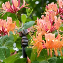 Willemse France Plantes Grimpantes | - Chèvrefeuille grimpant american beauty - le pot / ø 9cm, vendu par lot de 2