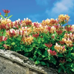 Willemse France Plantes Grimpantes | - Chèvrefeuille des bois serotina - le pot / ø 9cm