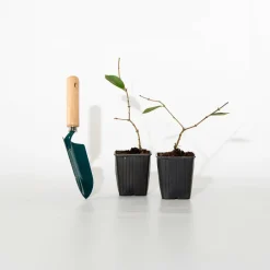 Willemse France - Chèvrefeuille d'hiver - le pot / 1.5l / hauteur livrée 30-40cm, vendu par lot de 2 Sale