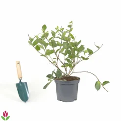 Willemse France - Chèvrefeuille d'hiver - le pot / 1.5l / hauteur livrée 30-40cm, vendu par lot de 2 Sale