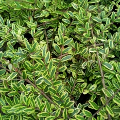 Willemse France - Chèvrefeuille à feuille de buis lemon beauty - le godet / ø 9cm Hot