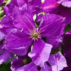 Willemse France Plantes Grimpantes | - Clématite jackmanii - le pot / ø 9cm / hauteur livrée 20-30cm, vendu par lot de 2
