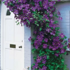 Willemse France Plantes Grimpantes | - Clématite jackmanii - le pot / ø 9cm / hauteur livrée 20-30cm, vendu par lot de 2