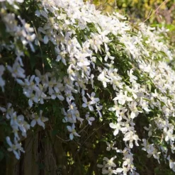 Willemse France Plantes Grimpantes | - Clématite montana grandiflora - le pot / 2l / hauteur livrée 40-50cm
