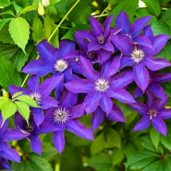 Willemse France Plantes Grimpantes | - Clématite président - le pot / ø 9cm / hauteur livrée environ 25cm, vendu par lot de 2