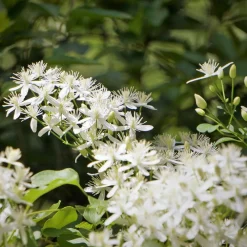 Willemse France Plantes Grimpantes | - Clématite terniflora sweet autumn - le pot / 2l / hauteur livrée 40-50cm