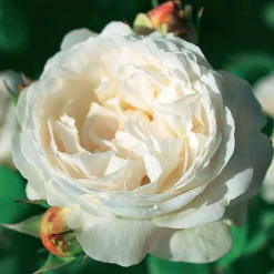 Willemse France - Collection de 2 rosiers : anglais her's ausgreen et ausgreen's winne - le paquet de 2 racines nues / 3+ branches