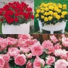 Willemse France Rosiers | - Collection de 3 mini-rosiers randilla : rouge, jaune , rose - le paquet de 3 racines nues
