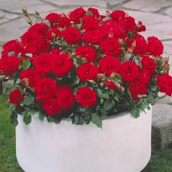 Willemse France Rosiers | - Collection de 3 mini-rosiers randilla : rouge, jaune , rose - le paquet de 3 racines nues