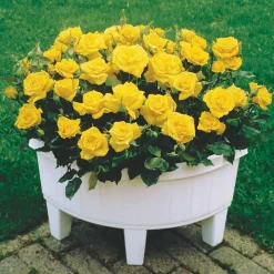 Willemse France Rosiers | - Collection de 3 mini-rosiers randilla : rouge, jaune , rose - le paquet de 3 racines nues