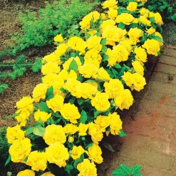 Willemse France Rosiers | - Collection de 3 mini-rosiers randilla : rouge, jaune , rose - le paquet de 3 racines nues