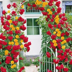 Willemse France Rosiers | - Collection de 2 rosiers grimpants vlammenspel et paul's lemon pillar - le paquet de 2 racines nues / 3+ branches