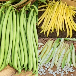 Willemse France Graines De Légumes Et Aromatiques | - Collection d'haricots - les 3 sachets / 100g chacun / ±210 graines