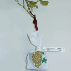 Willemse France Fruitiers Et Agrumes | - Collection de 2 vignes : muscat de hambourg et chasselas de fontainebleau - les 2 mottes de 2 ans / hauteur livrée 30-40cm